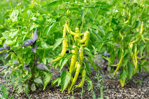Preview: Green pepper growing and blossoming in the garden. Paprika is ripening on the vegetable bed