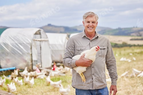 Preview: All our livestock are free to roam