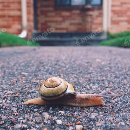 Preview: snail