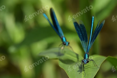 Preview: Selective focus shot of two male banded demoiselle (Calopteryx Splendens) sitting on a plant
