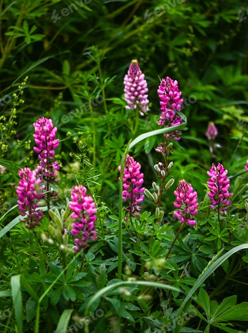 Preview: A field of purple lupines. Nature, background vertical
