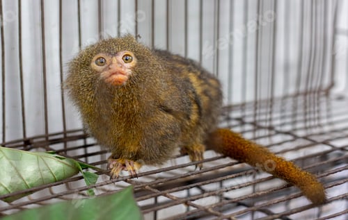 Preview: Marmosets in the zoo convey a call to animal protection.