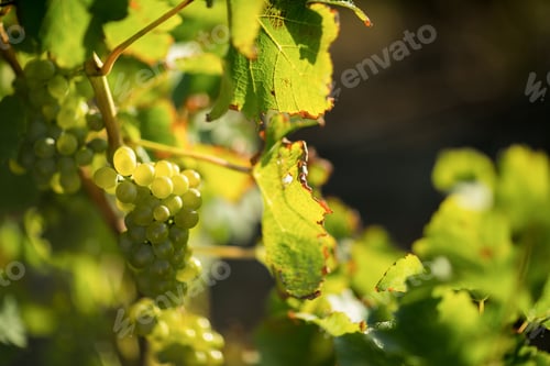 Preview: Close up of grapes growing on plant
