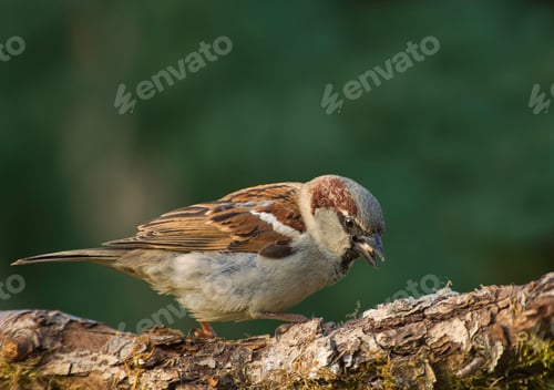 Preview: House sparrow (Passer sitting on the t domesticus)
