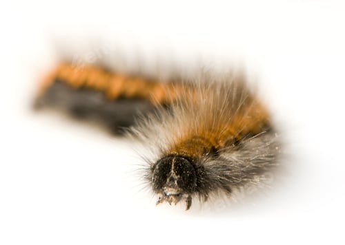 Preview: Caterpillar