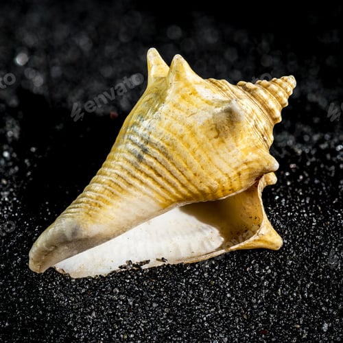 Preview: Strombus pugilis shell on a black sand background
