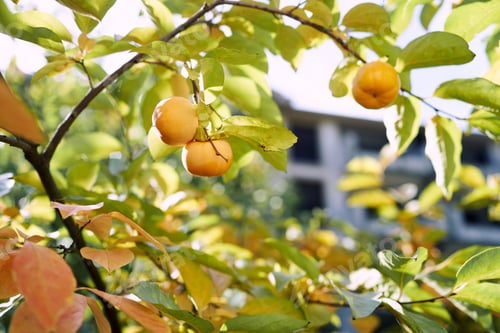 Preview: Orange persimmon grows on a tree among yellowing leaves