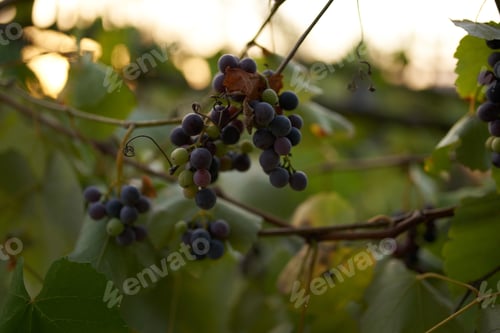 Preview: grapes nature Sun summer wine