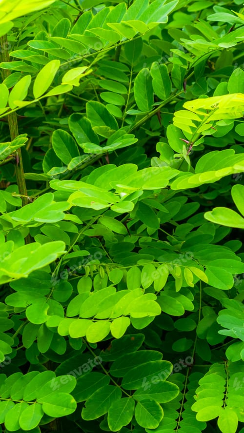Preview: green robinia leaves background or texture
