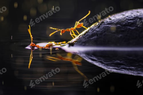Preview: red ant