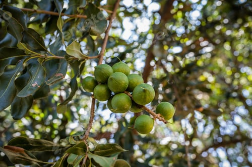 Preview: Macadamia Nuts Plants Farming Kenya East Africa
