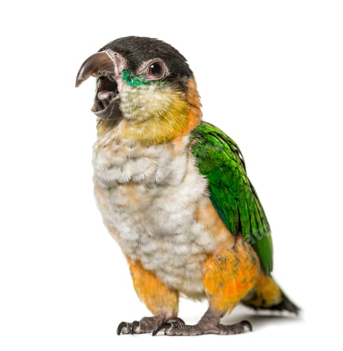 Preview: Black-capped parrot opening beak, isolated on white