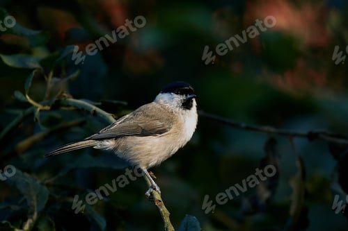 Preview: Marsh tit (Poecile palustris)