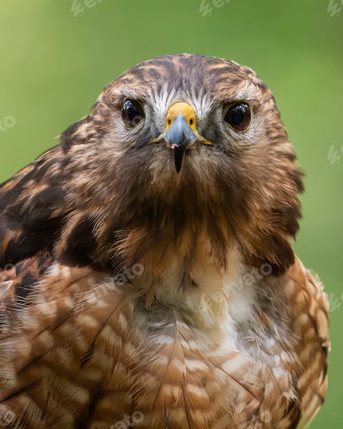 Preview: Red-shouldered Hawk