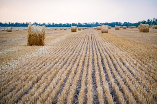 Preview: Big round haystacks on field in countryside
