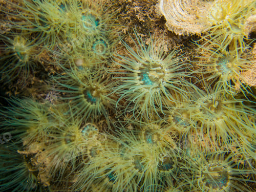 Preview: Yellow-green sea anemones in the splash zone