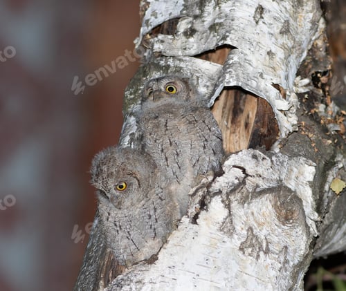 Preview: Eurasian scops owl, Otus scops. Two chicks peek out of the nest, looking around