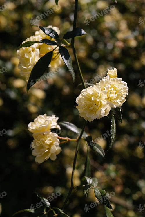Preview: A branch of Kerry and with beautiful flowers on a natural background.