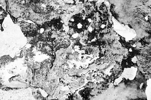 Preview: Abstract black and white texture highlighting natural patterns and forms