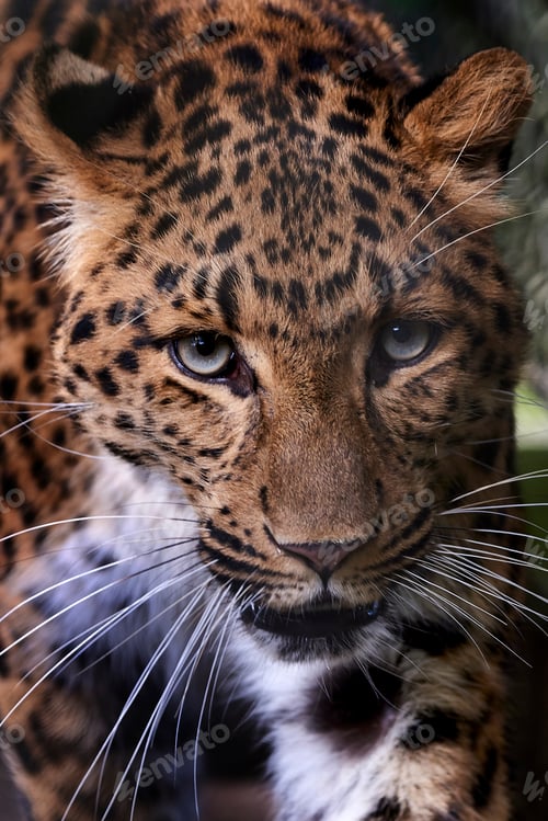 Preview: North-Chinese leopard (Panthera pardus orientalis)