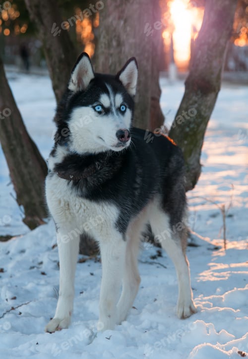 Preview: husky