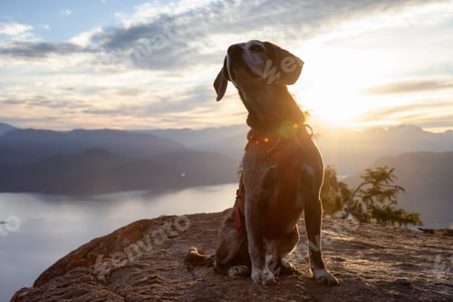 Preview: Adventurous little hiking dog on top of a mountain