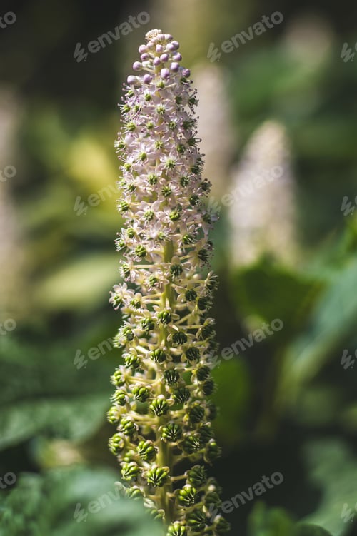 Preview: Closeup of vibrant Amianthium flowers in a lush garden setting.