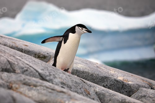 Preview: Penguin in its natural habitat in Antarctica