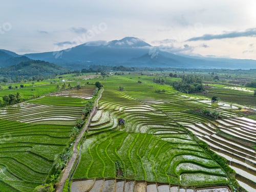 Preview: Fasting Season at Dawn Rice Farmers Working in Kemumu Agricultural Area, Indonesia