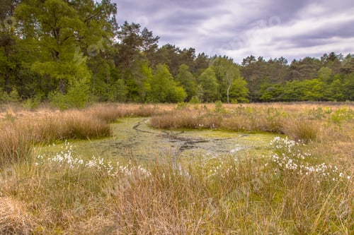 Preview: Fen in heathland habitat on forest edge