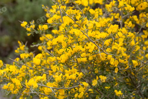Preview: Common broom or Scotch broom, Cytisus scoparius