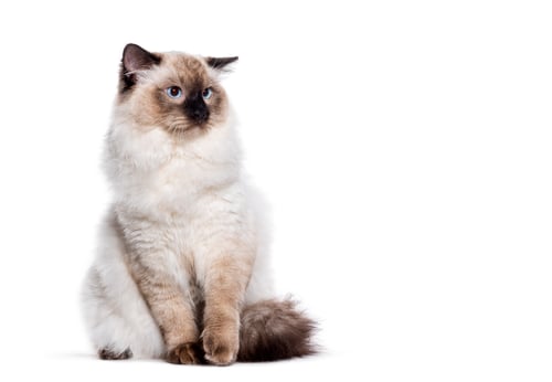Preview: Unhappy Seal point ragdoll cat blue eyed looking away the copy space area, isolated on white