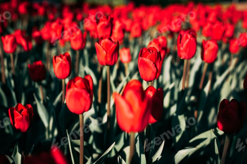 Preview: A lot of red tulips lifestyle