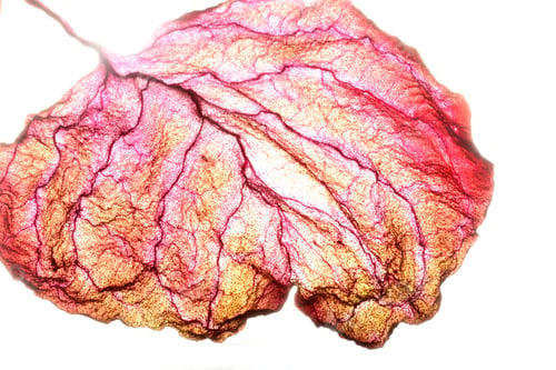Preview: Dry Leaf Texture Abstract Background