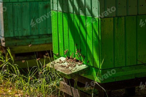 Preview: Ecological apiary in countryside, Poland in summer