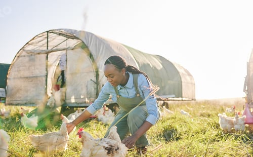 Preview: Chicken coop, black woman and agriculture on a eco friendly and sustainable with farm management. C