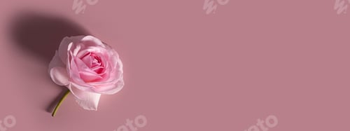 Preview: Template for a romantic greeting card with soft pastel pink roses on a pink background. Floral frame