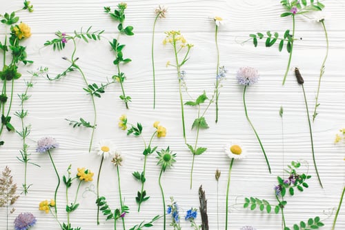 Preview: Beautiful wildflowers stems and blooming petals flat lay composition on white wood. Hello Spring