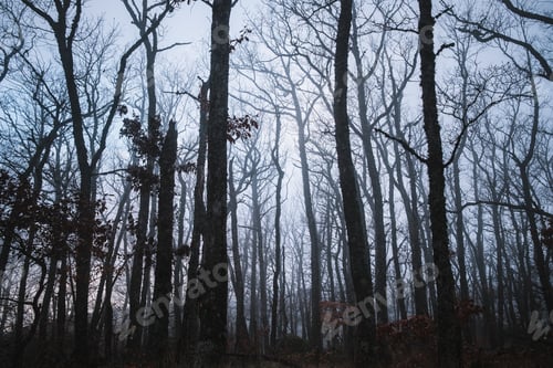 Preview: Forest in the fog winter in Crimea