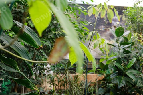 Preview: Monarch butterfly resting among vibrant green tropical foliage and lush botanical garden plants