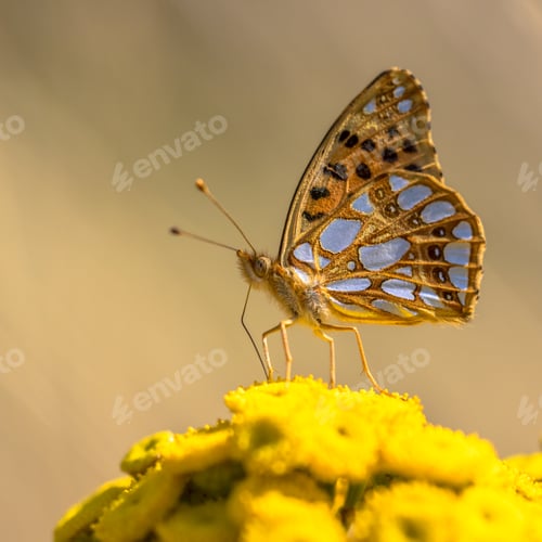 Preview: Queen of Spain fritillary