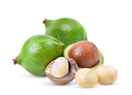 Preview: macadamia nuts with leaf isolated on white background