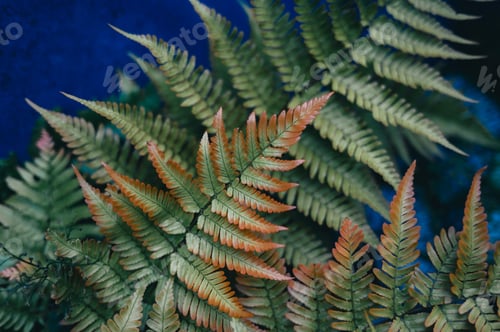 Preview: Closeup shot of lush green fern bushes