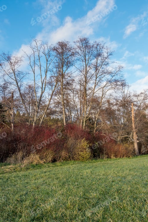 Preview: Trees Stand Proud In Normandy Park, Washington In December.