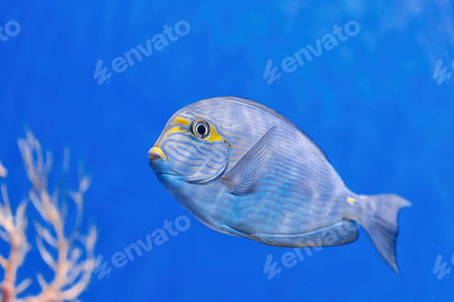 Preview: Underwater shot of fish Acanthurus mata