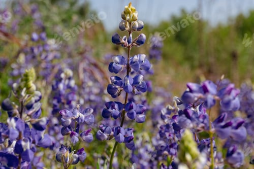 Preview: Field of blue flowers basking in sunlight