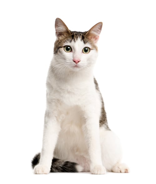 Preview: Mixed-breed Cat sitting and looking at the camera, Cat, pet, studio photography, cut out