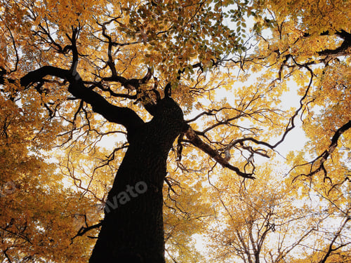 Preview: trees with yellowed autumn foliage