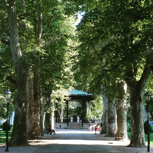 Preview: Alley of plane trees in a city park