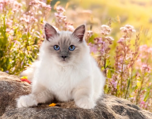 Preview: birman cat in nature